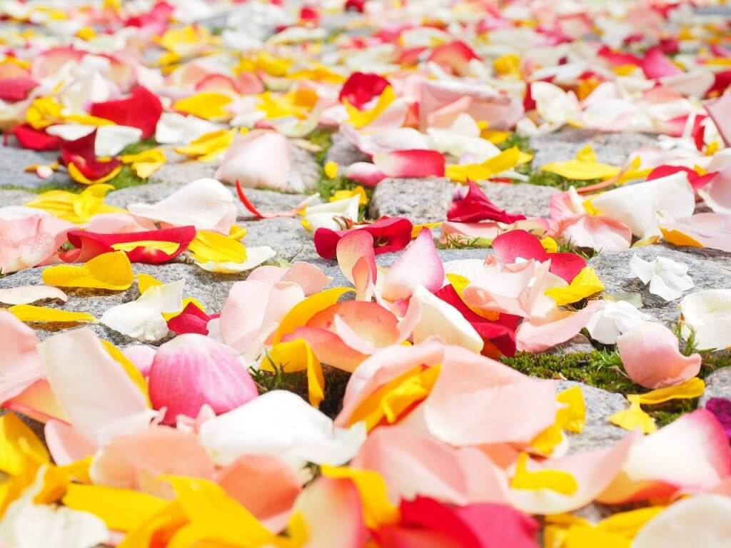 rose petals, petals, wedding